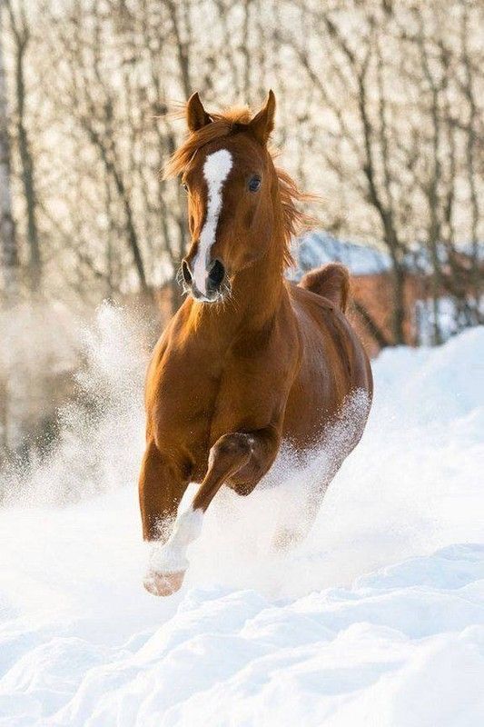 cheval hiver