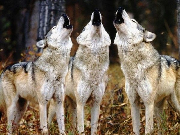 On crie...au loup....