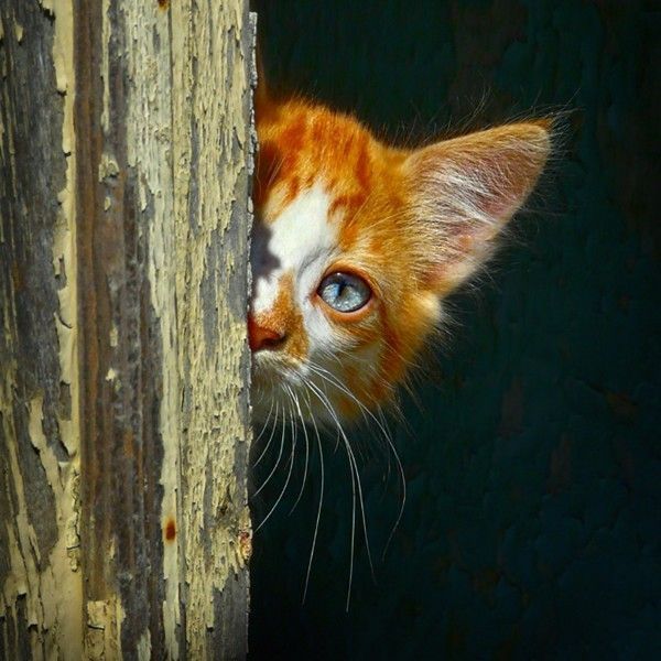 coucou