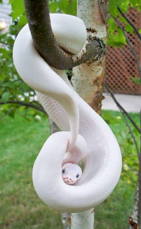 Python albinos....