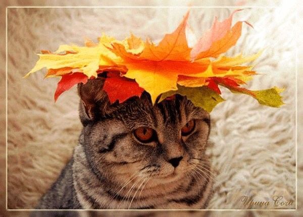 chat automne