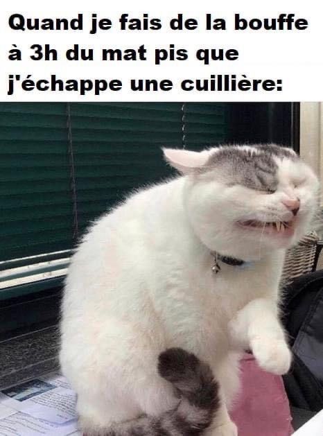 mdr....chat