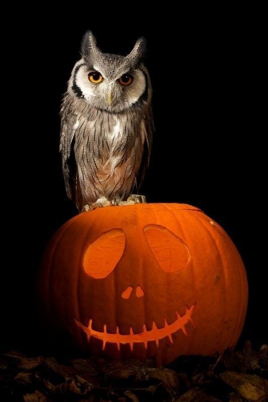 Hibou halloween