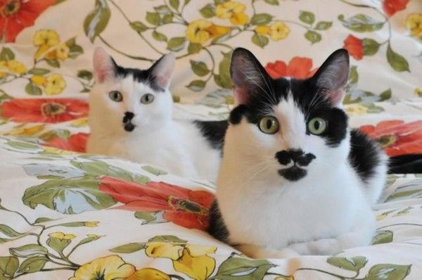 Vous aimez les moustaches....