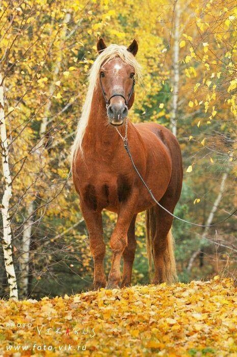 cheval automne