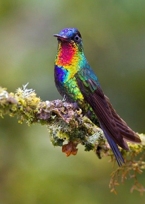 bel oiseau coloré