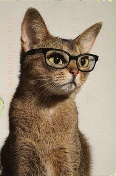 chat a lunette