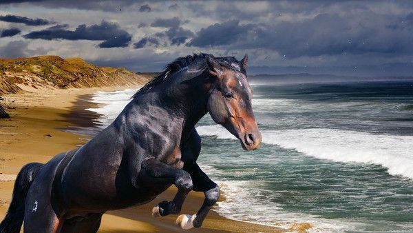 cheval et mer...