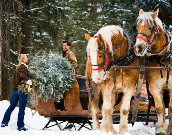 La conquête du sapin