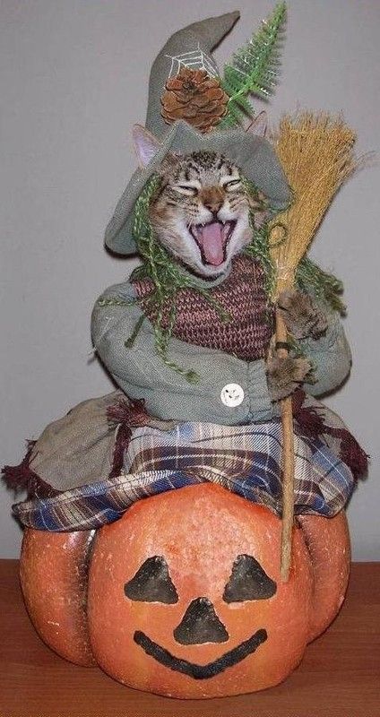 Cheese halloween..hi.hi..