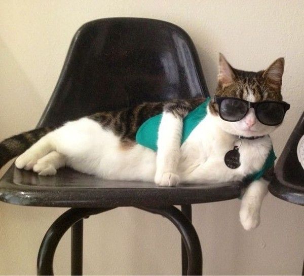 Cat attitude..tas dit..hi.hi..