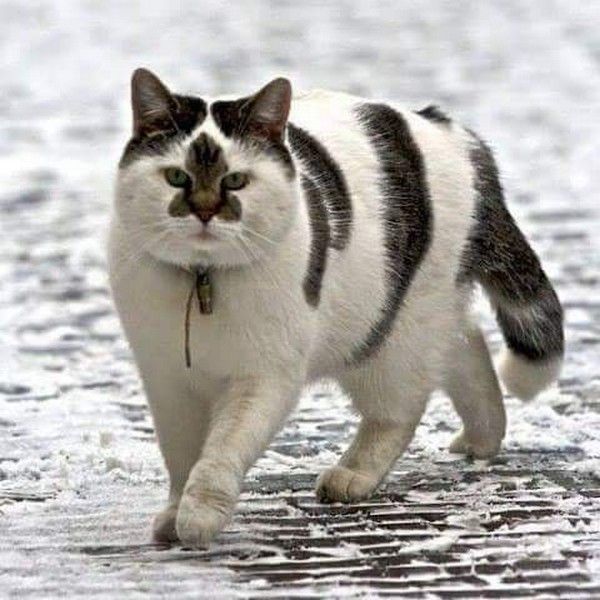 curieux