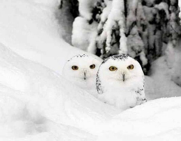 hou..hou...gigabou....