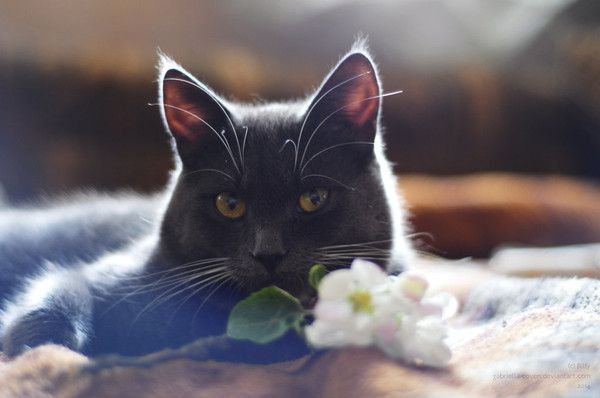 fleur de printemps....