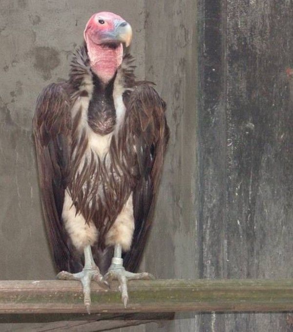 vautour...