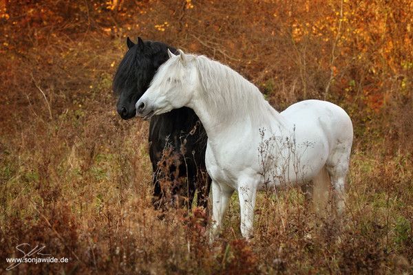 Cheval automne