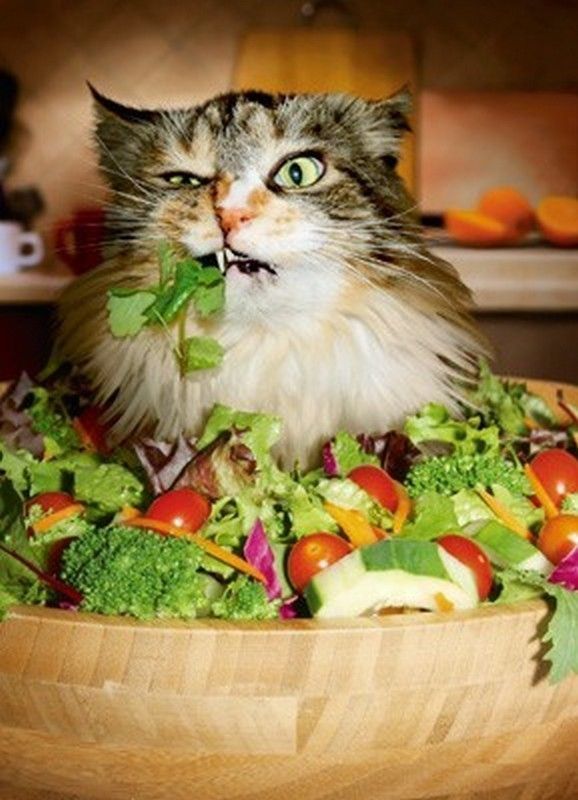 moi...je me suis..fait..hi.hi..une bonne salade..hi.hi..