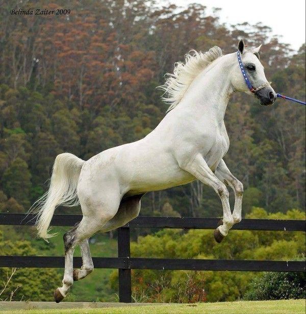 Cheval...blanc