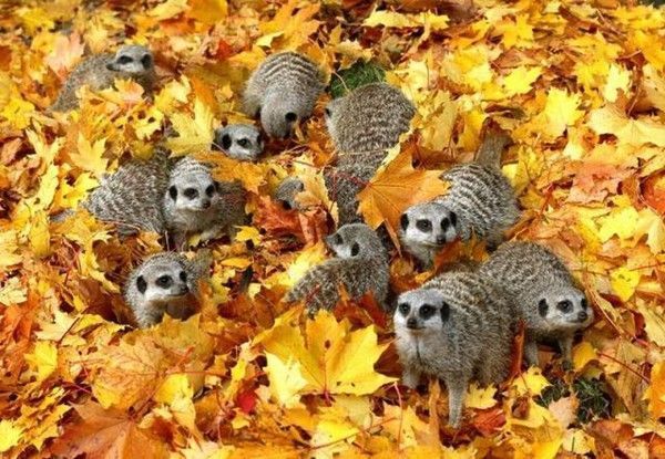 Belle image d'automne