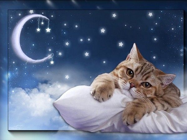 chat encore la nuit......hi.hi..