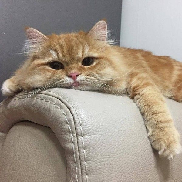 cé...platte...chat