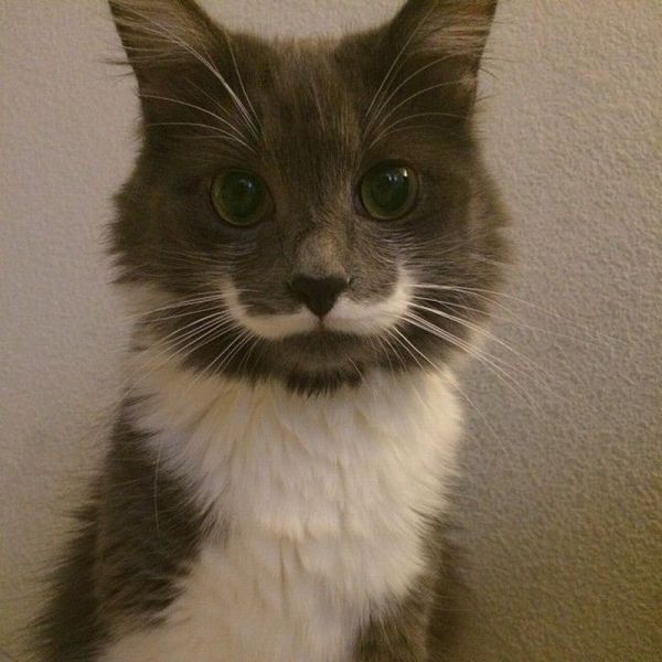Quel joli moustache...