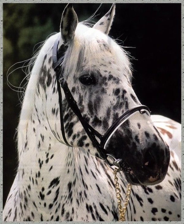 Appaloosa
