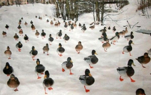 Même...les canards....