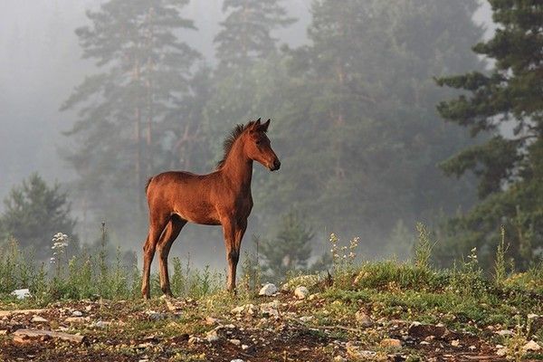 Poulain