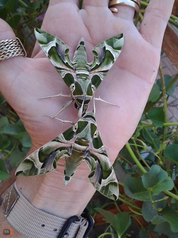 drôle de papillon