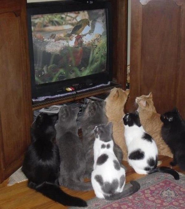 Bon soirée tv....ce soir...