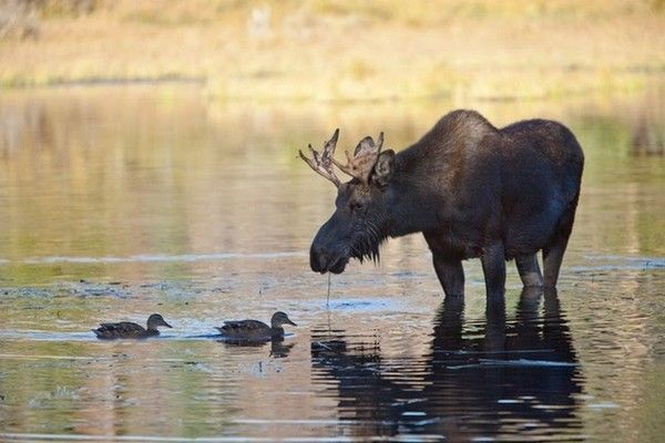 la chasse se poursuit 