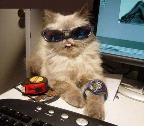 chat l'air de rien.....