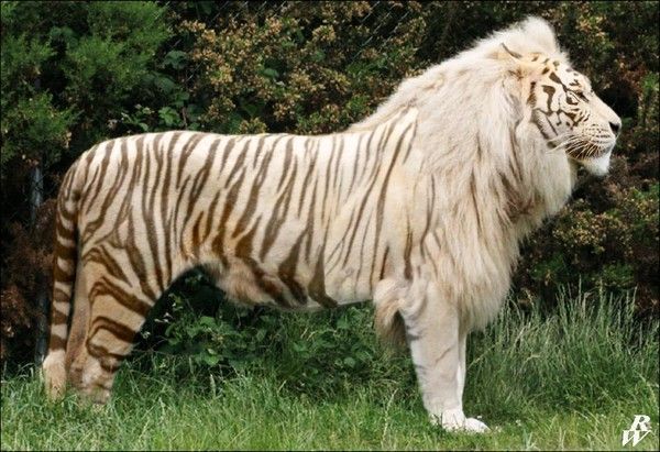 I am a tiger..hi.hi..