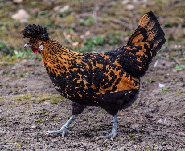 poule punk...hi.hi...