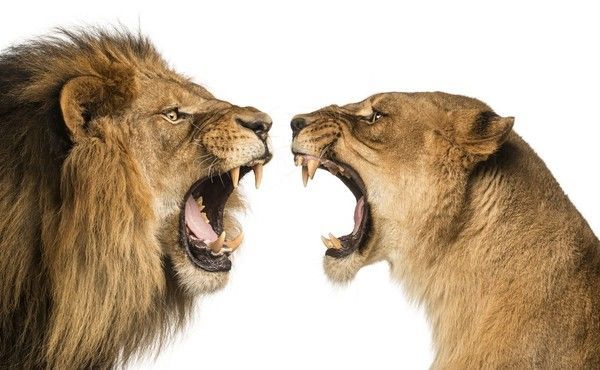 lion..hi.hi..