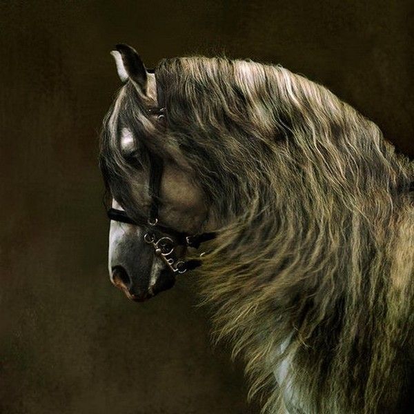 cheval