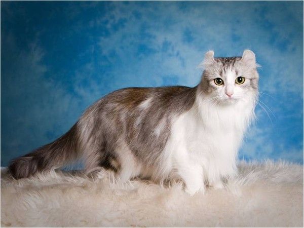 American curl