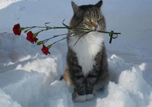 Une fleur..pour toi