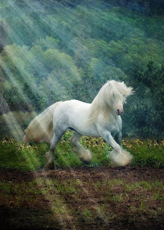 Blanc cheval