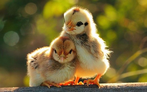 bébé..printemps