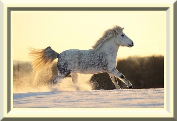 Cheval hiver....