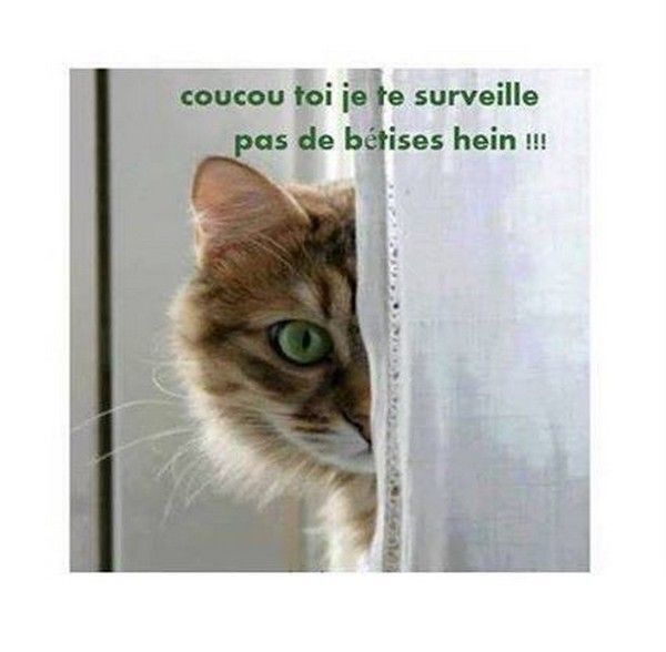 coucou