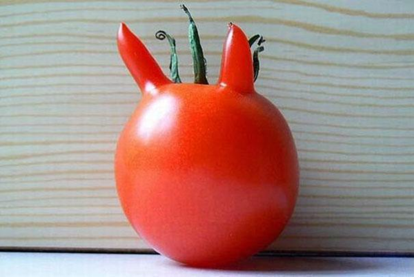 tomate chat..hi.hi..