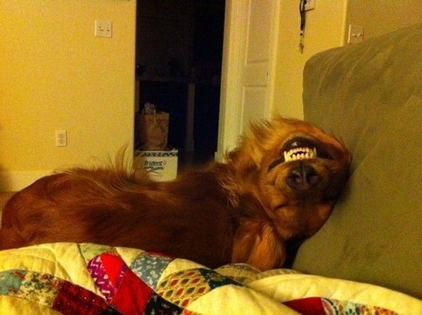 Cheese....