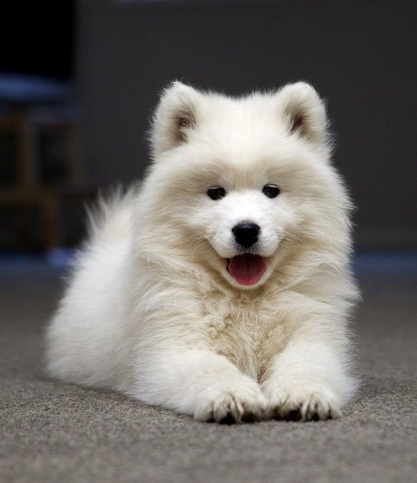 beau chien