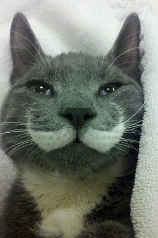 Une moustache ....