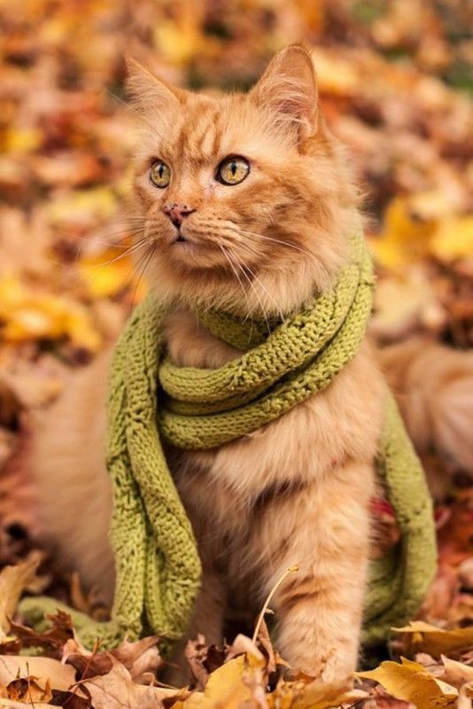 chat automne