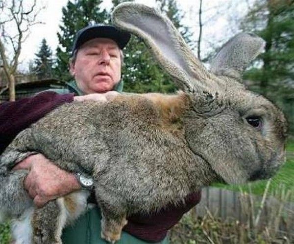 gros lapin