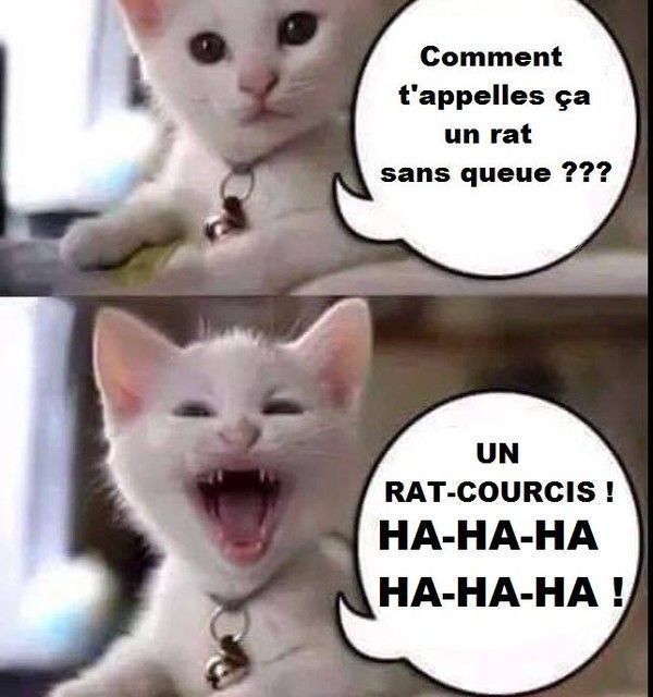 humour de chaton